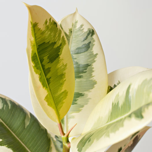 Tineke Rubber Tree - Why You Need One + Plant Care