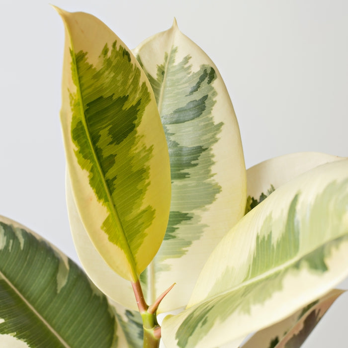 Tineke Rubber Tree - Why You Need One + Plant Care