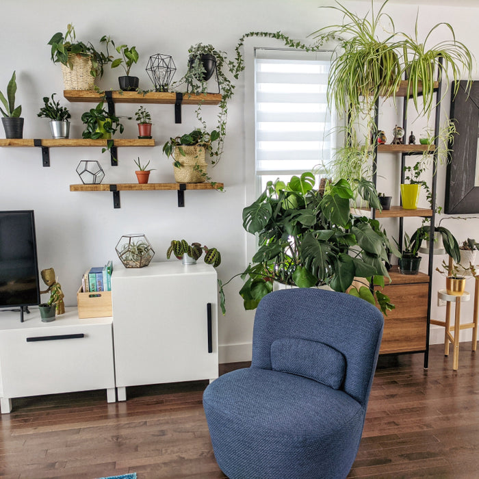 Best indoor plants that are easy to care for