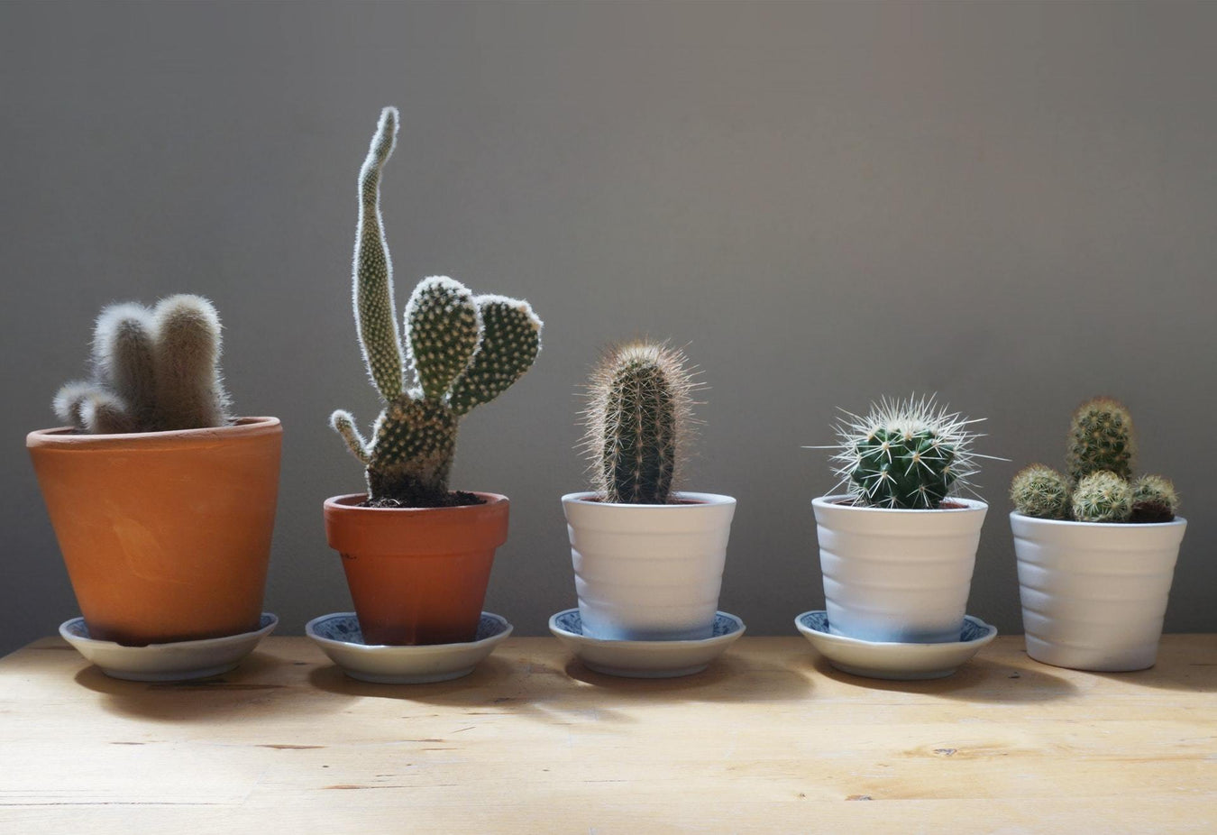 Where to buy Cactus buy online-Comfort Plants