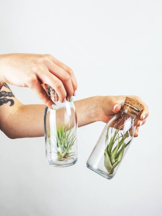 Where to buy Air Plants buy online-Comfort Plants
