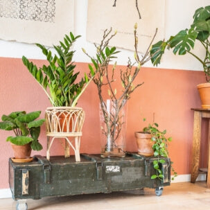 Where to buy Indoor plants buy online-Comfort Plants