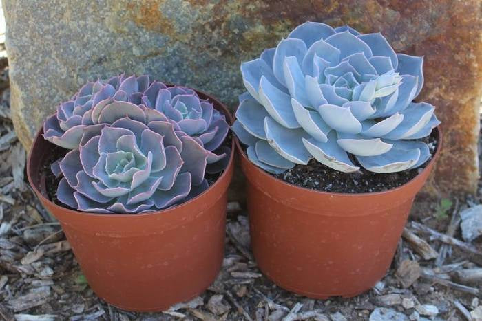 Where to buy Succulent Packs buy online-Comfort Plants