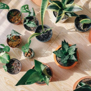 Where to buy Pots and Accessories buy online-Comfort Plants