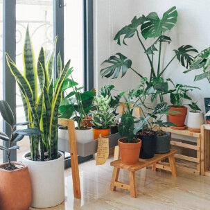 Where to buy Best Sellers buy online-Comfort Plants