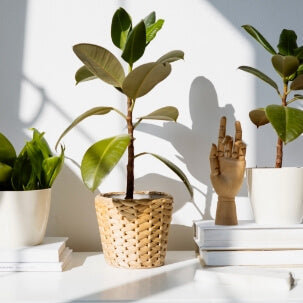 Where to buy Air Purifying Plants buy online-Comfort Plants