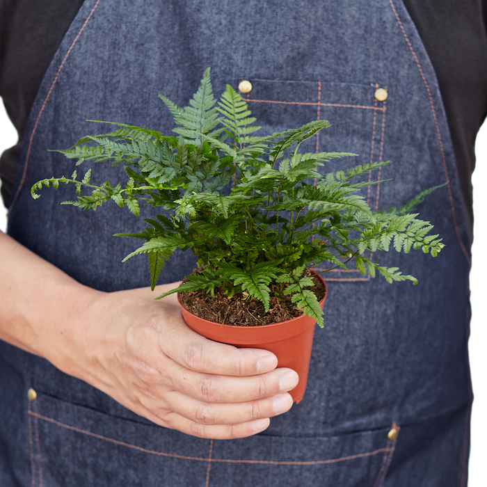 'Korean Rock' Fern