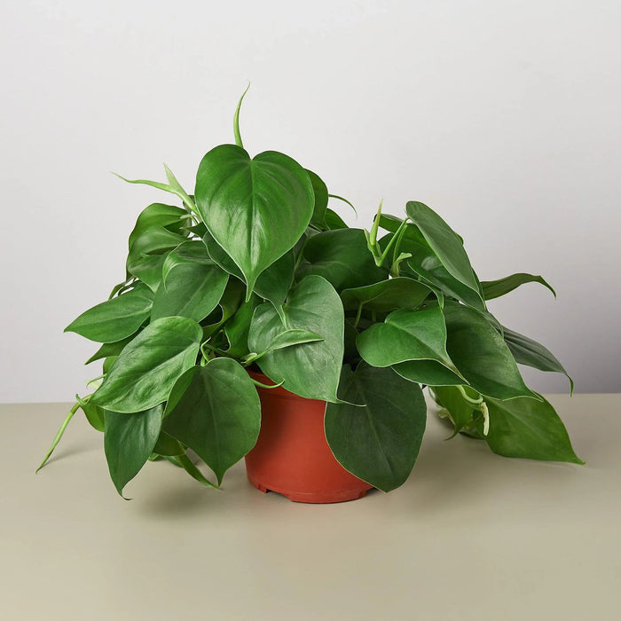 Philodendron Cordatum Heartleaf