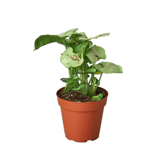 Syngonium Cream -  4" Pot