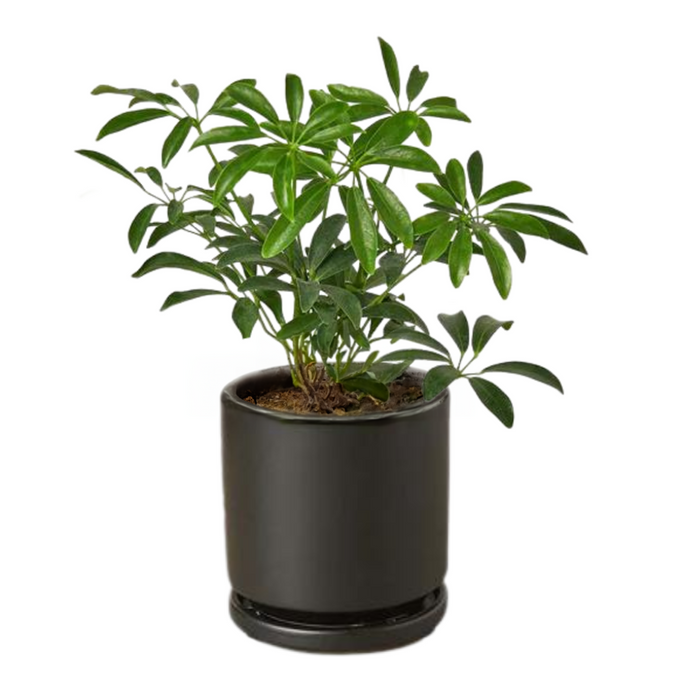 Schefflera Arboricola 'Umbrella'