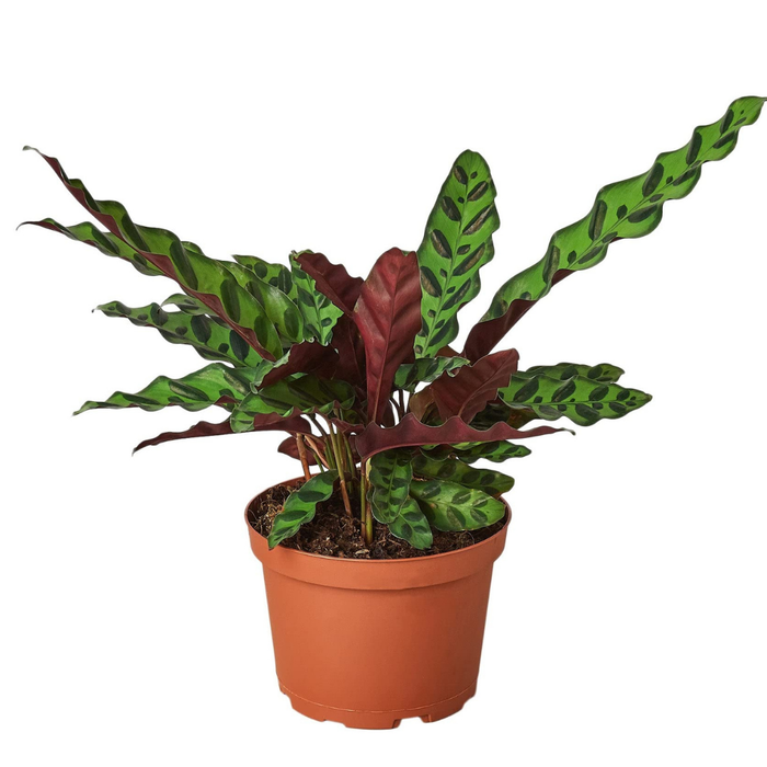 Calathea Lancifolia 'Rattlesnake'