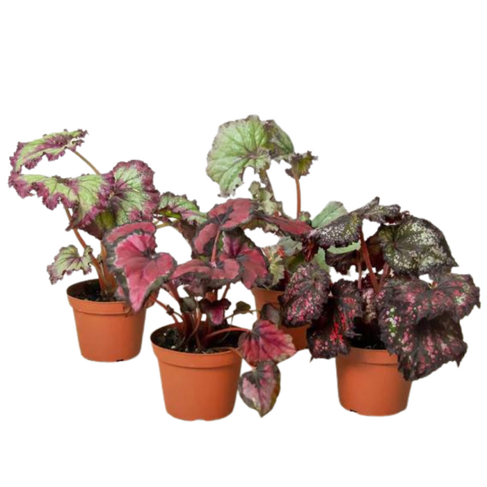 Begonia 'Rex' - 4 Pack Variety