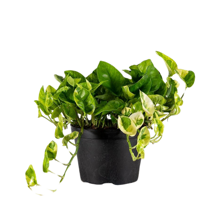 Pothos 'Lemon Meringue'