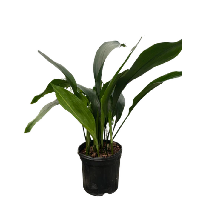 Aspidistra 'Cast Iron'