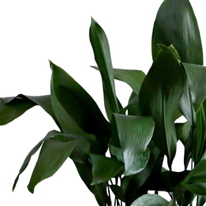 Aspidistra 'Cast Iron'