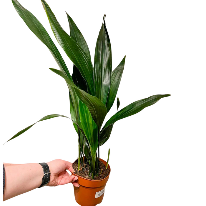 Aspidistra 'Cast Iron'