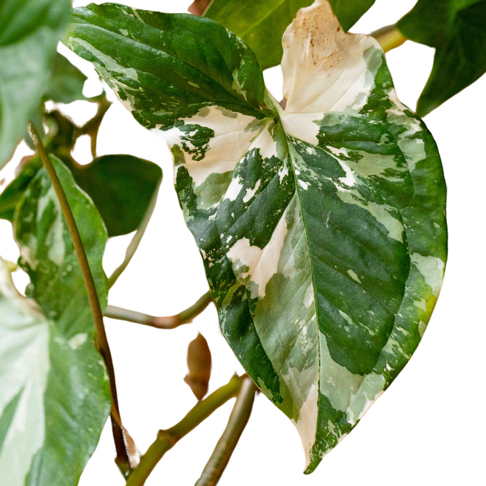 Syngonium 'Albo Variegata'