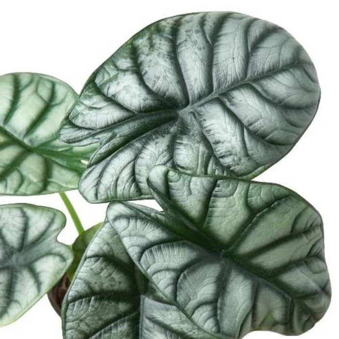 Alocasia Silver Dragon