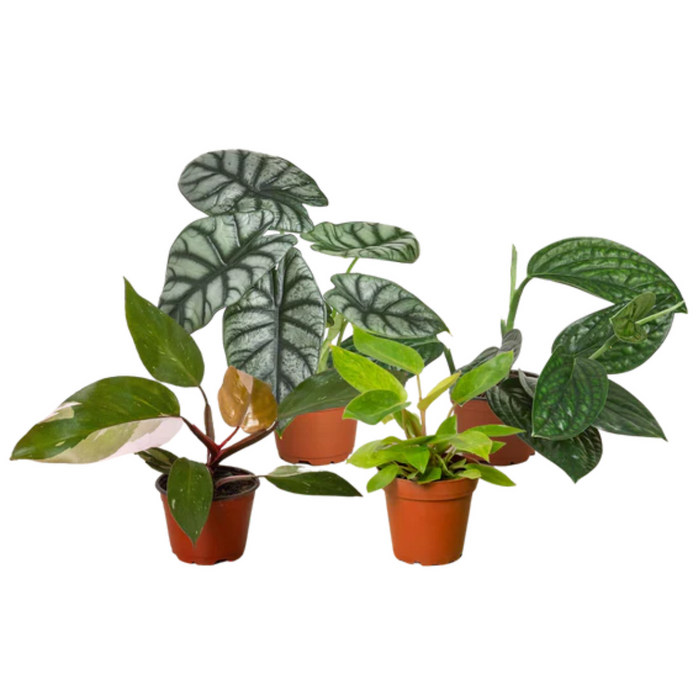 Rare Plant Bundle