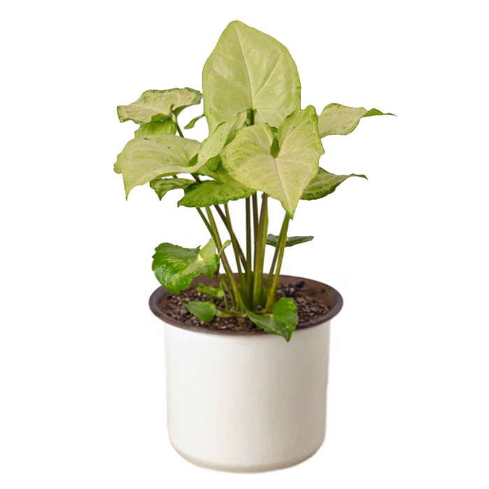 Syngonium White Butterfly