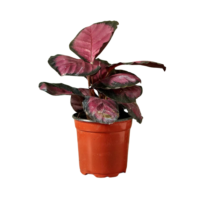 Calathea 'Purple Rose'