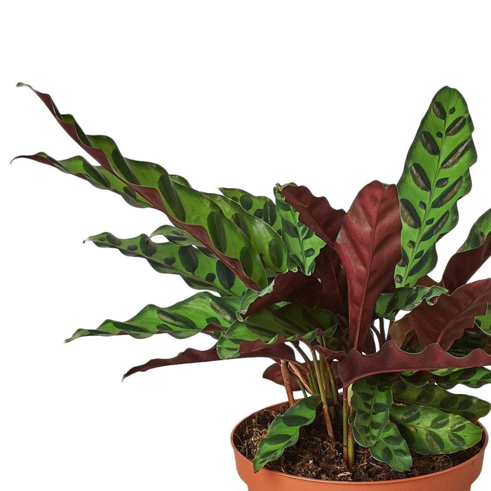 Calathea Lancifolia 'Rattlesnake'