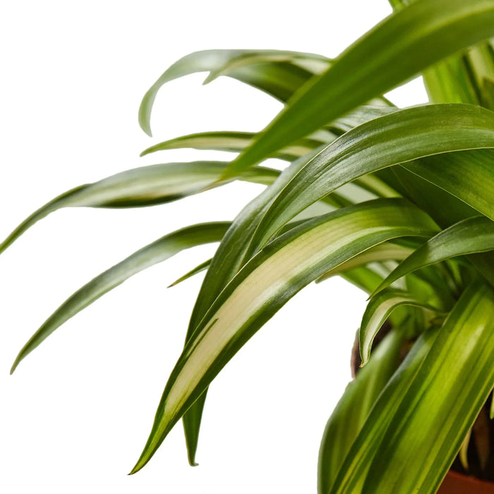 Spider Plant Hawaiian