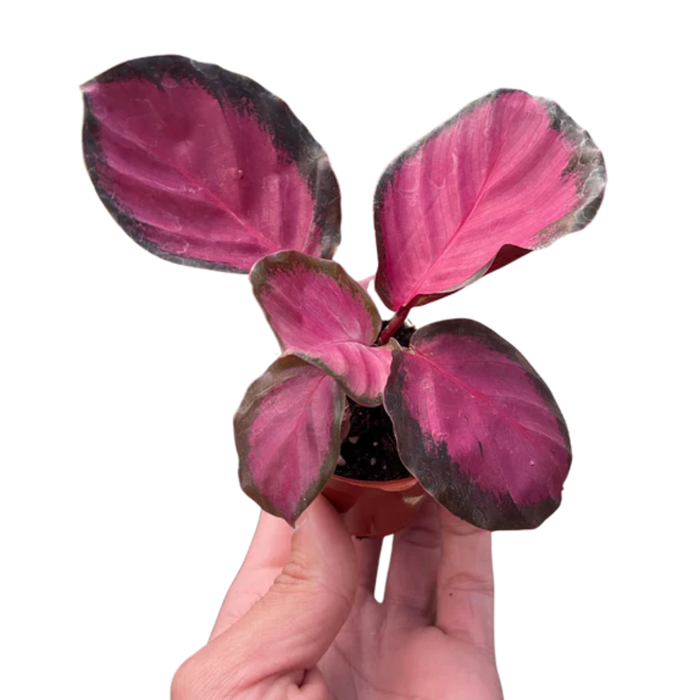 Calathea 'Purple Rose'