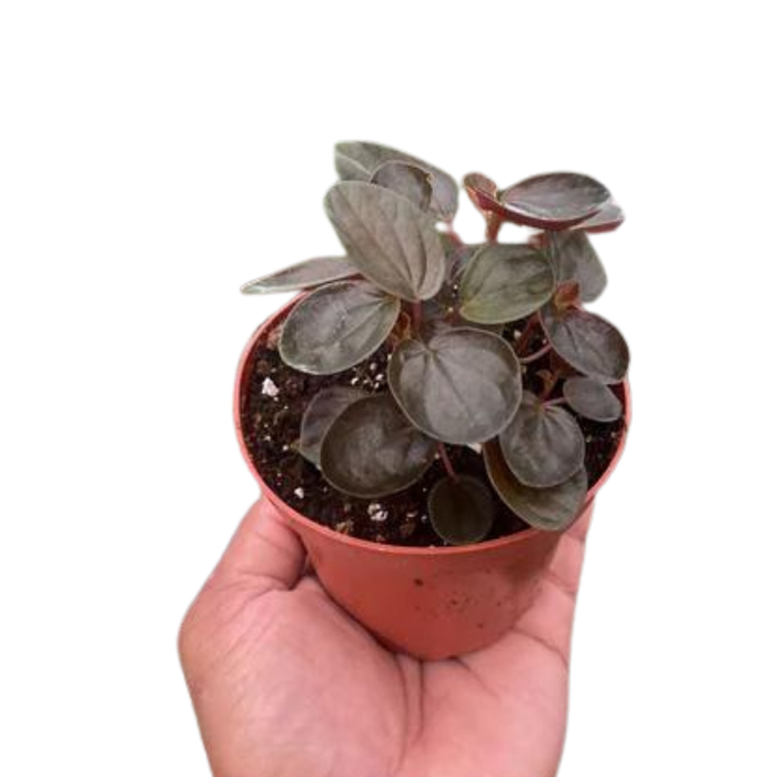 Peperomia 'Rugosa'