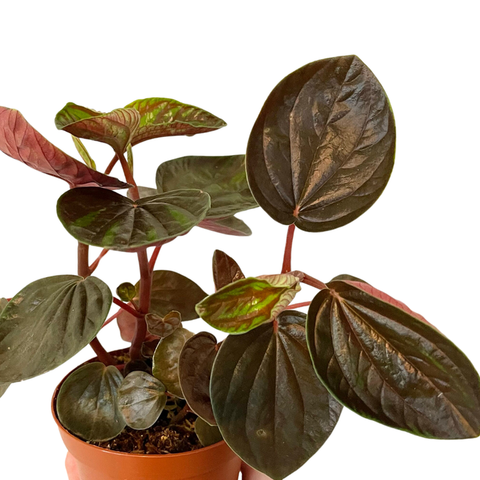 Peperomia 'Rugosa'