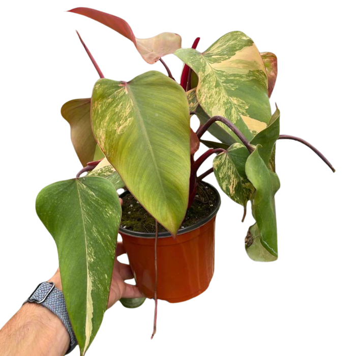 Philodendron 'Strawberry Shake'