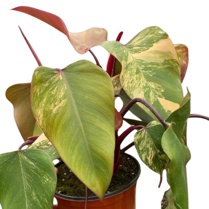 Philodendron 'Strawberry Shake'