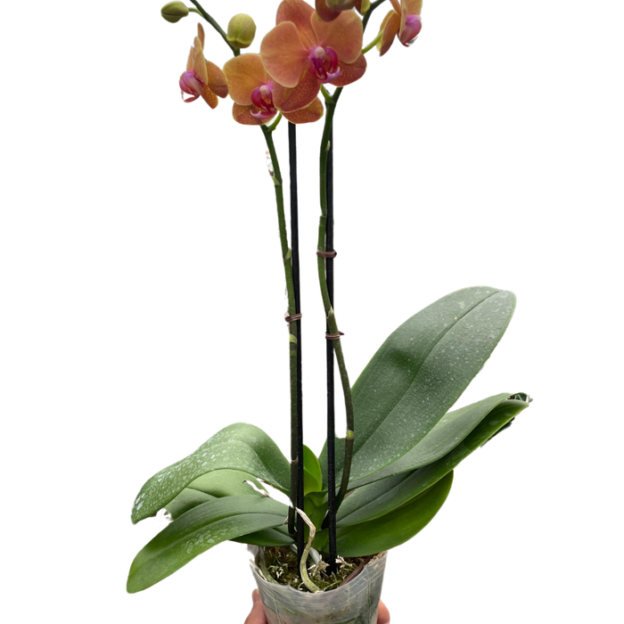 Orchid 'Orange Phalaenopsis'