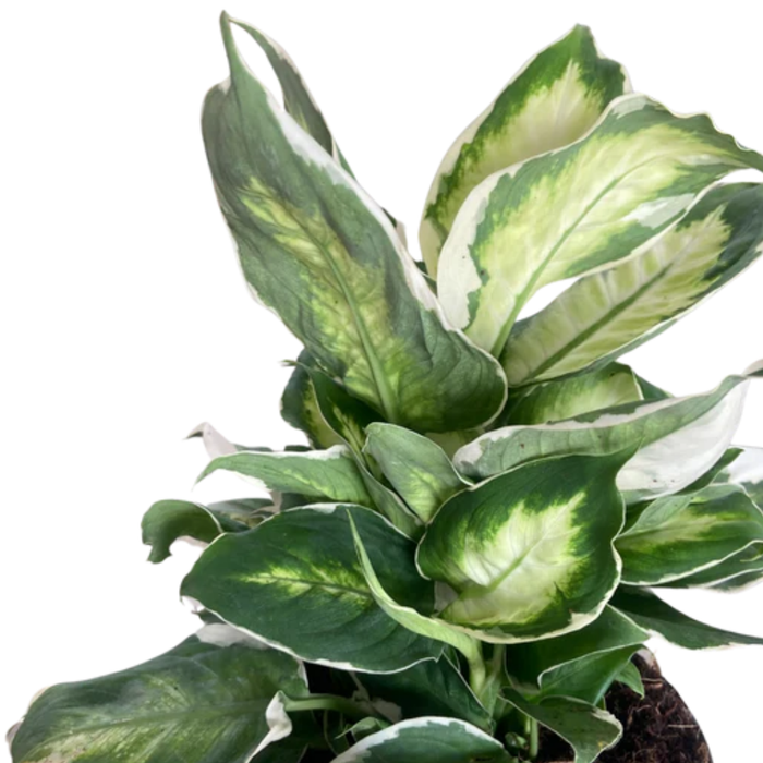 Dieffenbachia 'Cool Beauty'