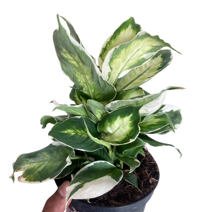 Dieffenbachia 'Cool Beauty'