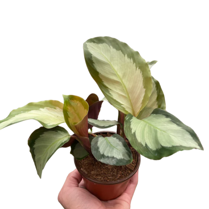 Calathea 'Picturata'