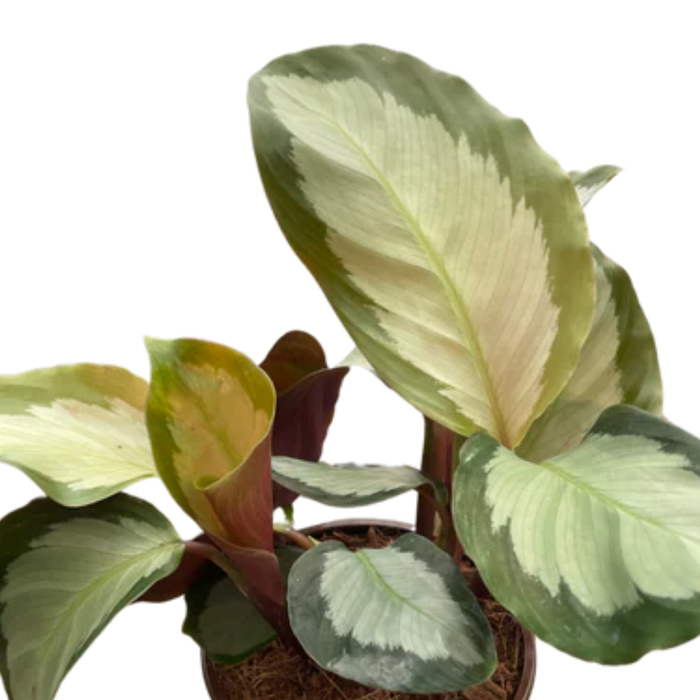 Calathea 'Picturata'