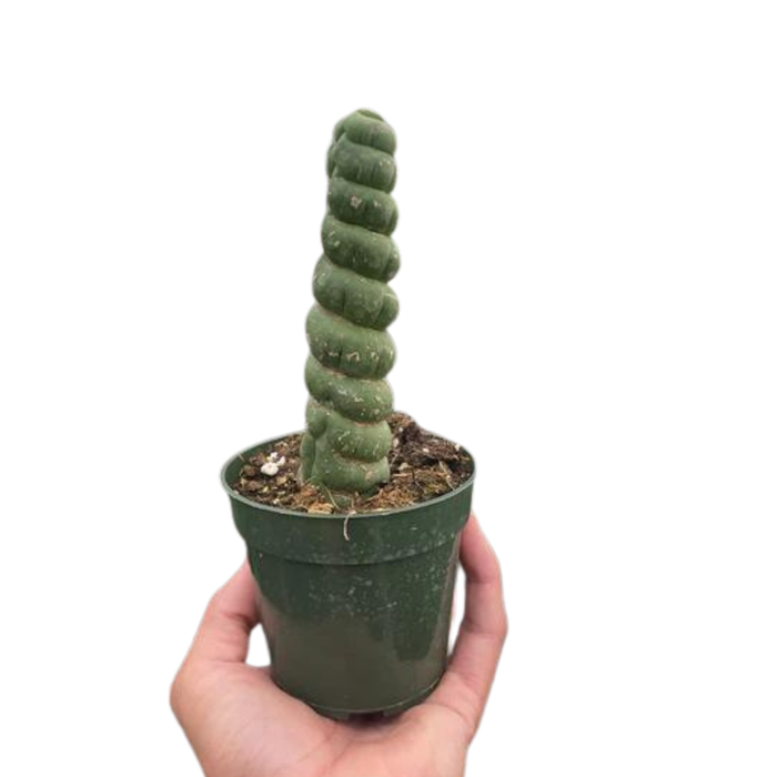 Succulent Unicorn Cactus