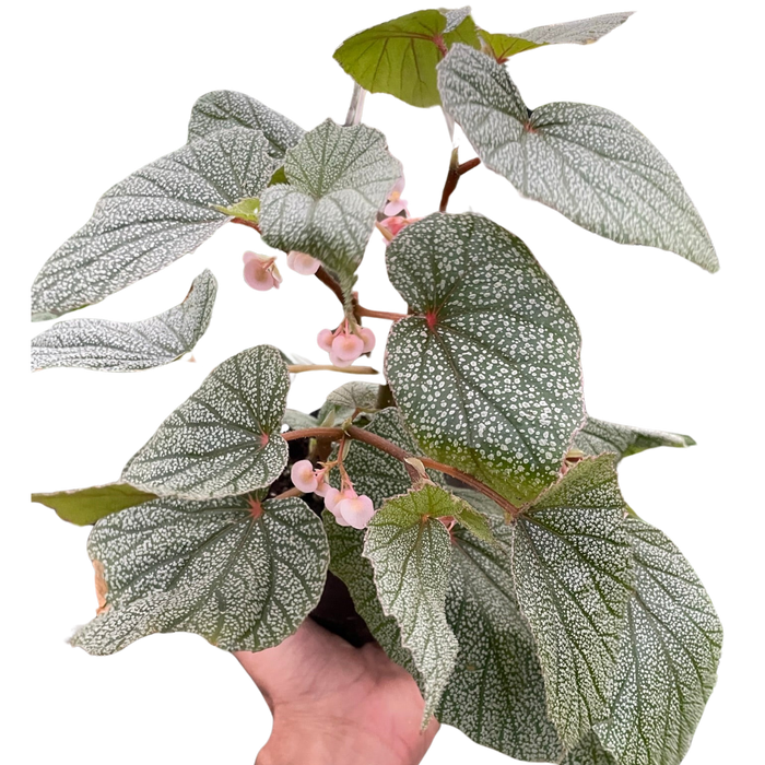 Begonia 'Frosty'