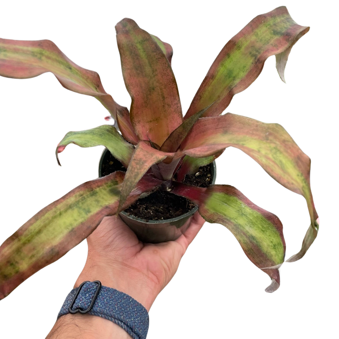 Cryptanthus 'Calypso'