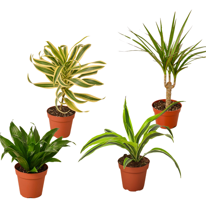 4 Different Dracaenas Variety Pack - Live House Plant - FREE Care Guide - 4" Pot