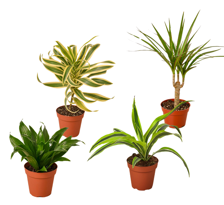 4 Different Dracaenas Variety Pack - Live House Plant - FREE Care Guide - 4" Pot