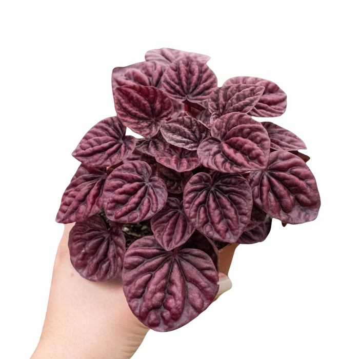 Peperomia 'Ripple Red'