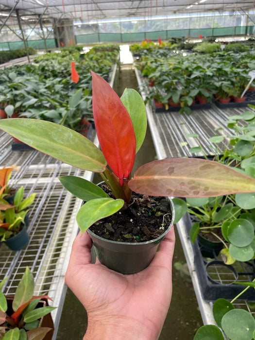 Philodendron 'Sun Red'