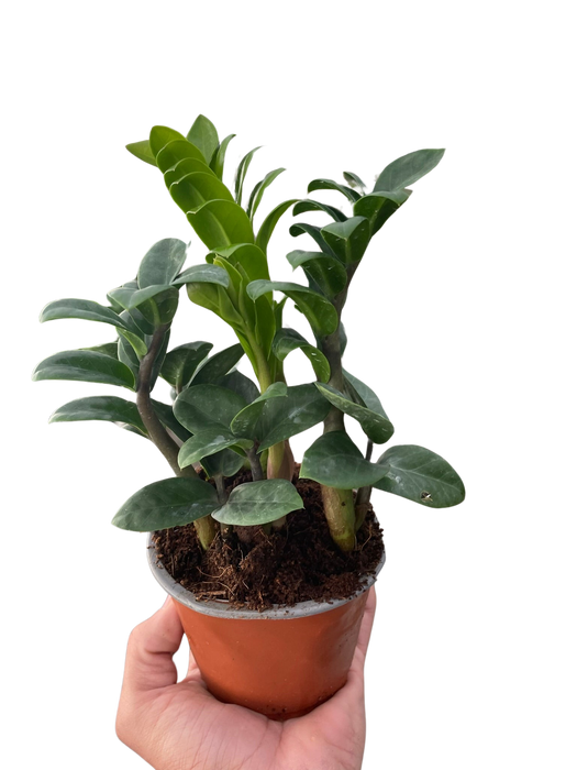 Zamioculcas zamiifolia 'Zenzi'