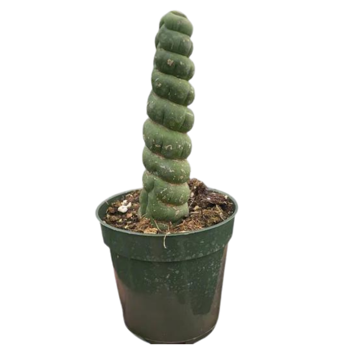 Succulent Unicorn Cactus