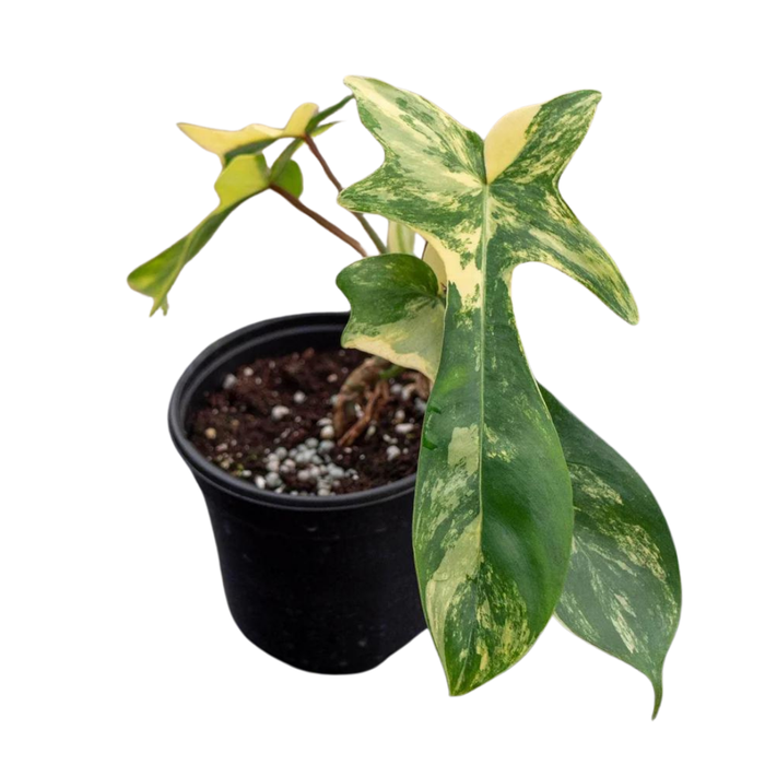 Philodendron Florida Beauty Variegated