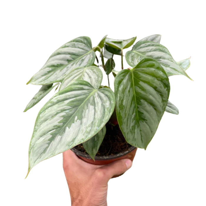 Philodendron 'Sodiroi'