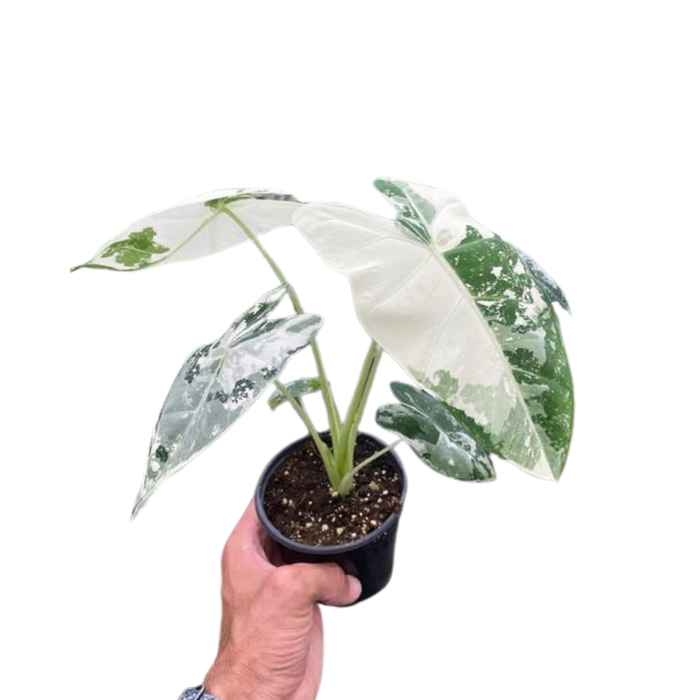 Alocasia Micholitziana 'Frydek' Variegated - 4" Pot