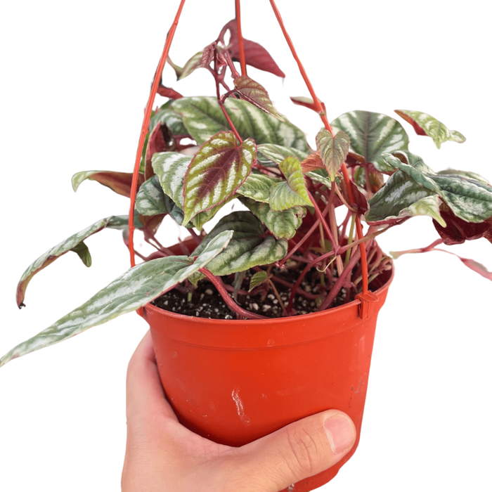 Begonia Rex Vine - 6" Pot